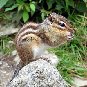 もうまぢ無理…リス化しよ…