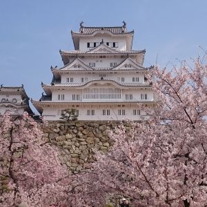 [お花見]姫路城