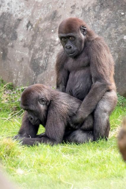 オレ　アナ　ツッコム　チンコ　ツイテテモ　カマワン