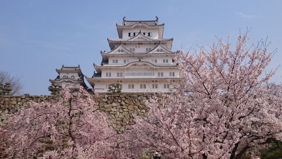 [お花見]姫路城