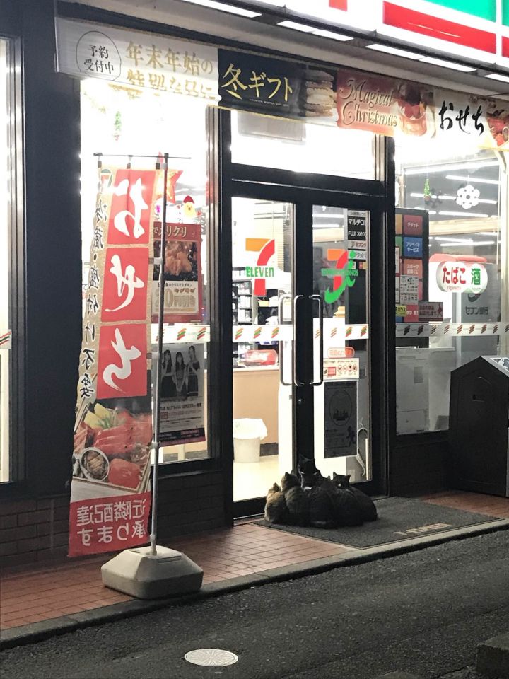 夜食買いに行ったら猫が