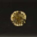 黄金のルーン【13】