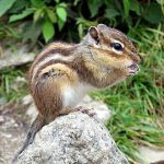 もうまぢ無理…リス化しよ…