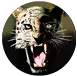 Were_Panther