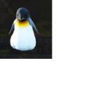 ペンギンの画像