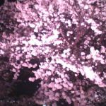 環水公園の夜桜はこんな感じ。