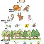 上の木で上位プレイヤーに優遇したゲームにするか下位プレイヤーに優遇したゲームにするかって話があったけどなんか食物連鎖思い出したわ。このゲーム中位～上位プレイヤー（捕食者）がわざわざ下位プレイヤー（生産者）の住処まで出向いて狩りつくした結果餌がいなくなったってだけの話ではなかろうか